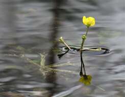 Image of little floating bladderwort