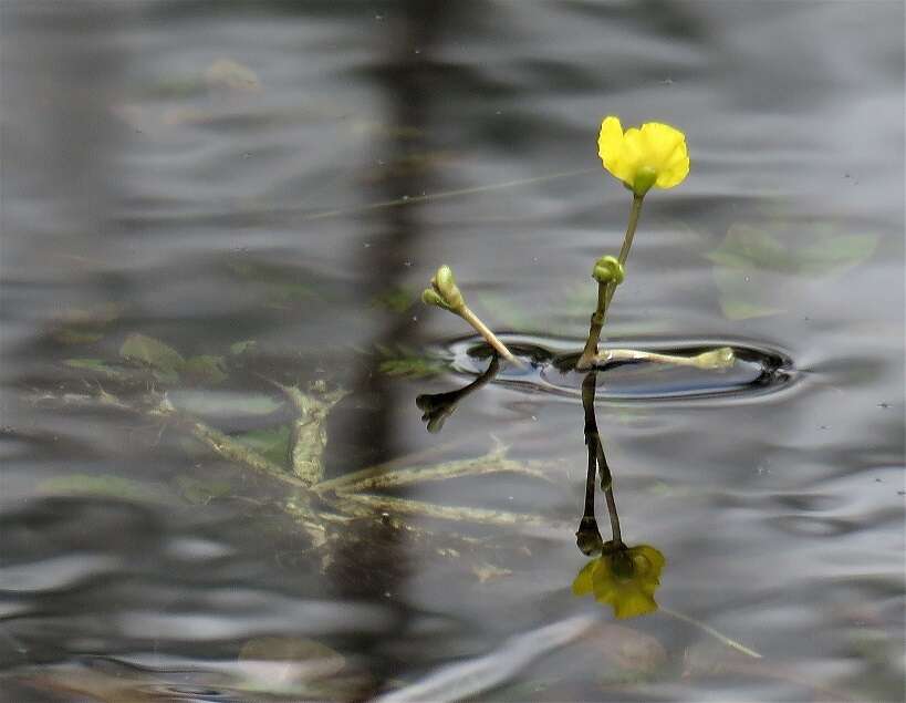 Image of little floating bladderwort