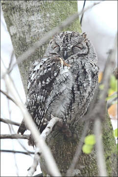 Image of African Scops Owl