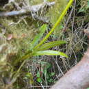 Image of winged-lady orchid