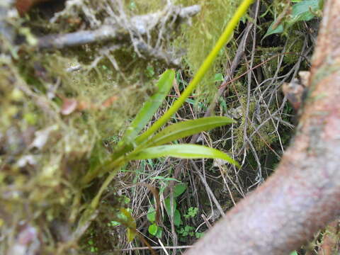 Image of winged-lady orchid