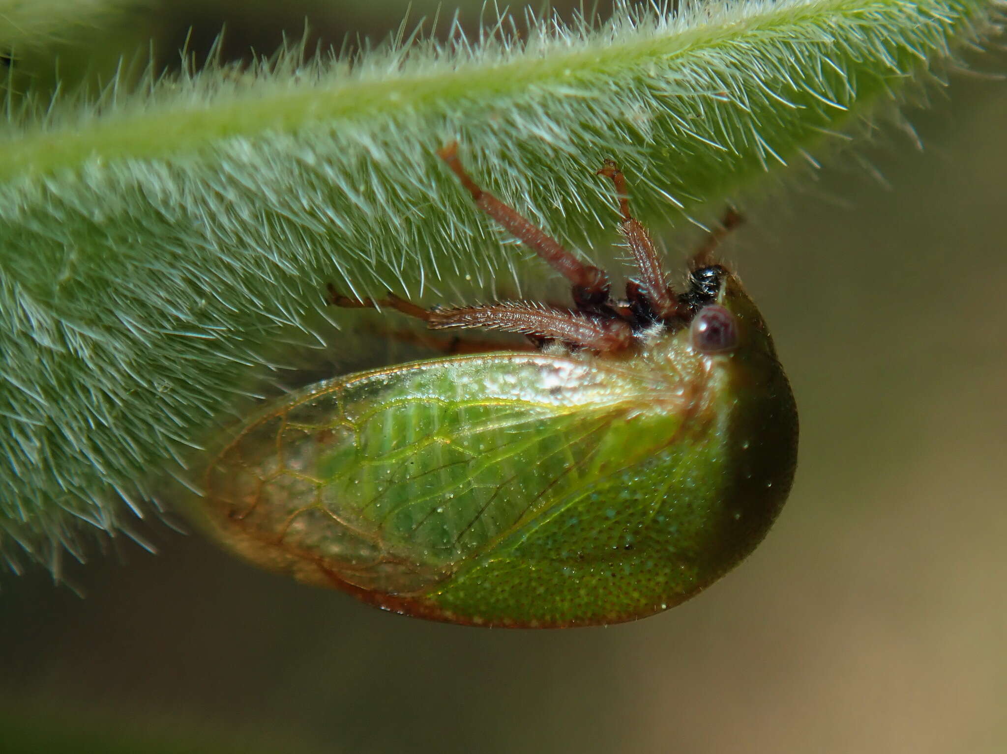 Image of Stictocephala lutea Walker