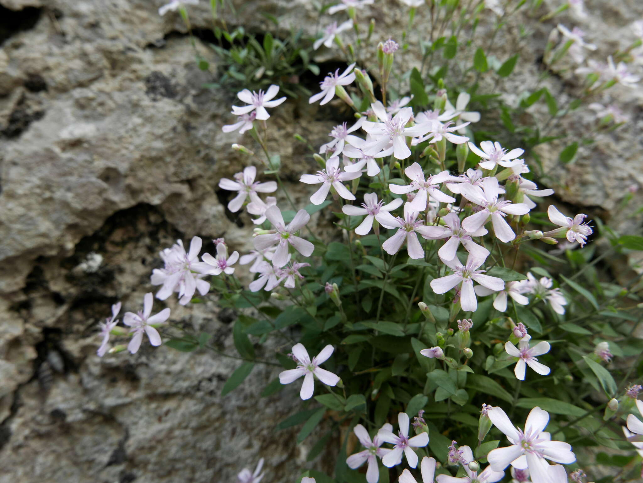 Image of Petrocoptis glaucifolia (Lag.) Pau