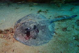 Image of Sinclair’s Stingaree