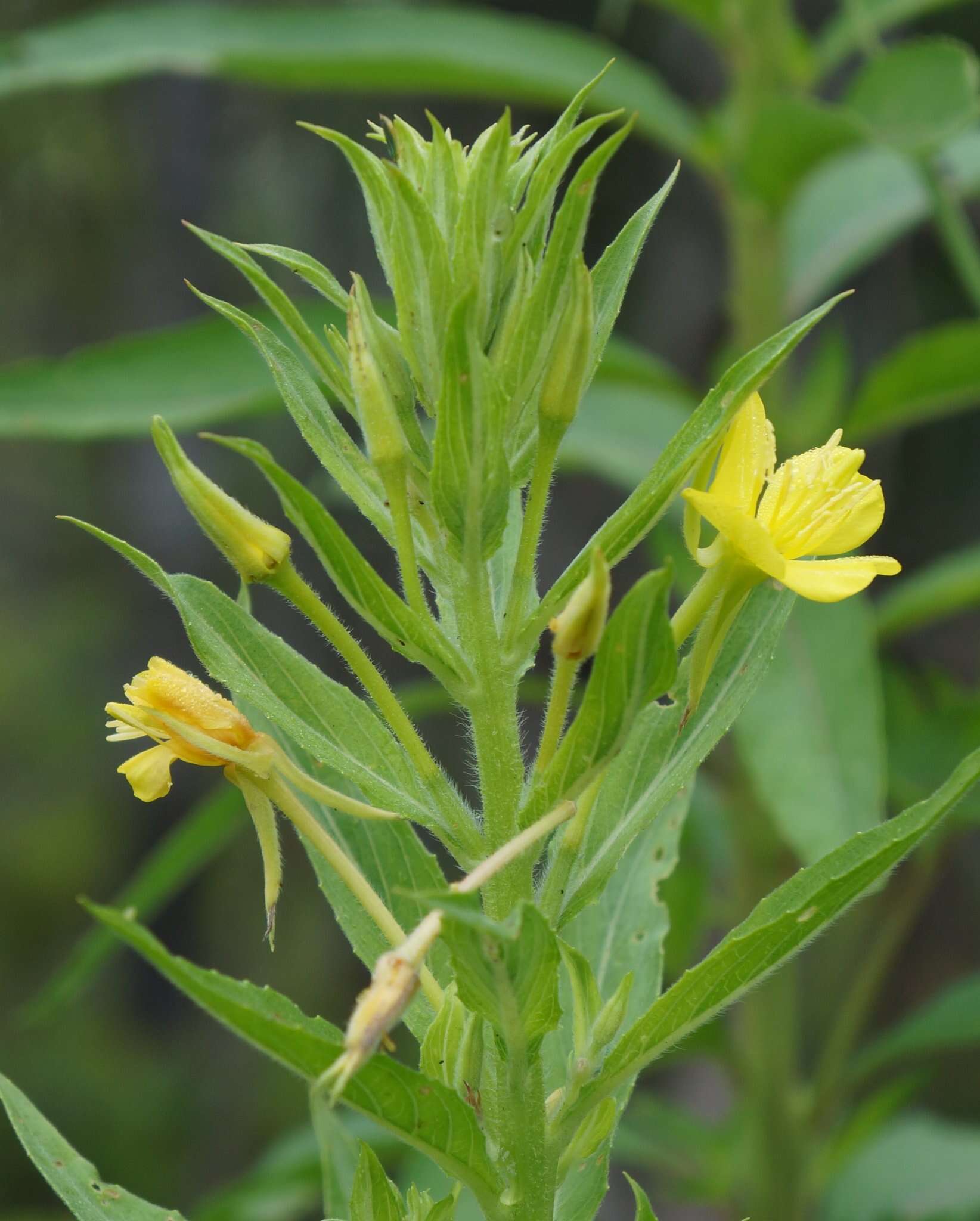 Imagem de Oenothera biennis L.