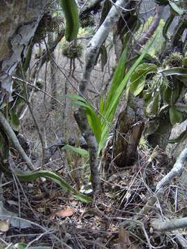 Image of Cyrtopodium macrobulbon (Lex.) G. A. Romero & Carnevali