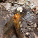 Image of Chrysopilus laetus Zetterstedt 1842