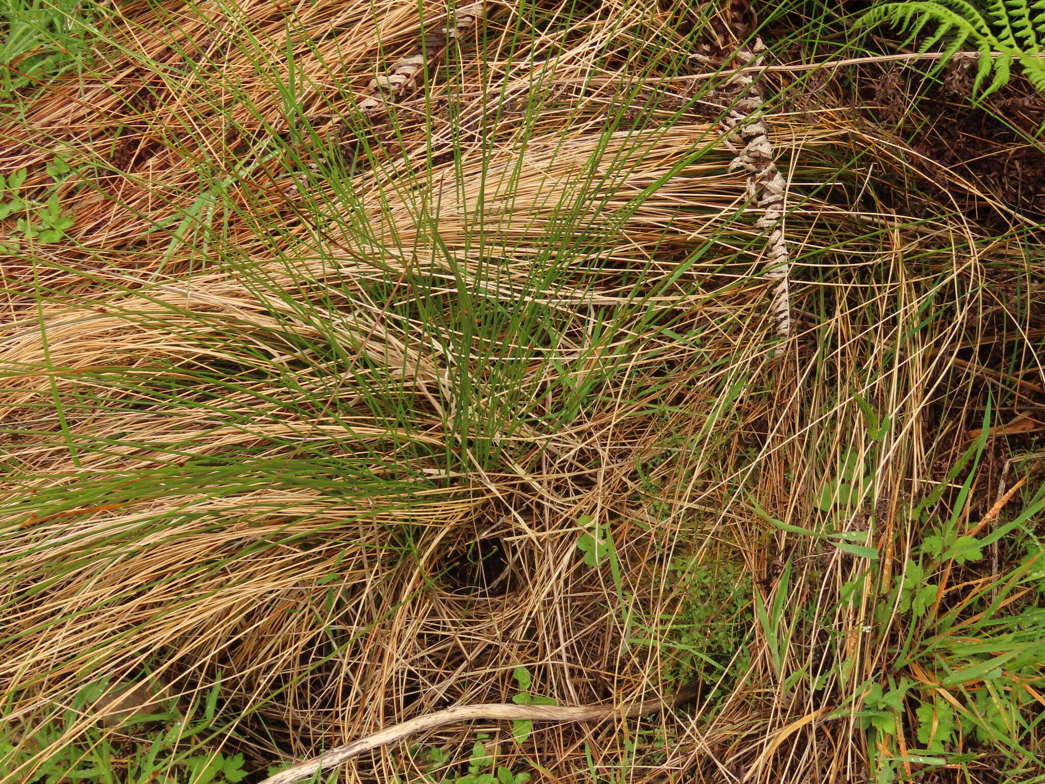 Image of Juncus hesperius (Piper) Lint