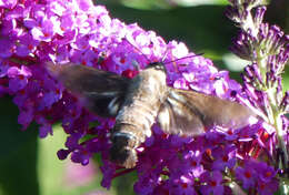 Image de Macroglossum micacea Walker 1856