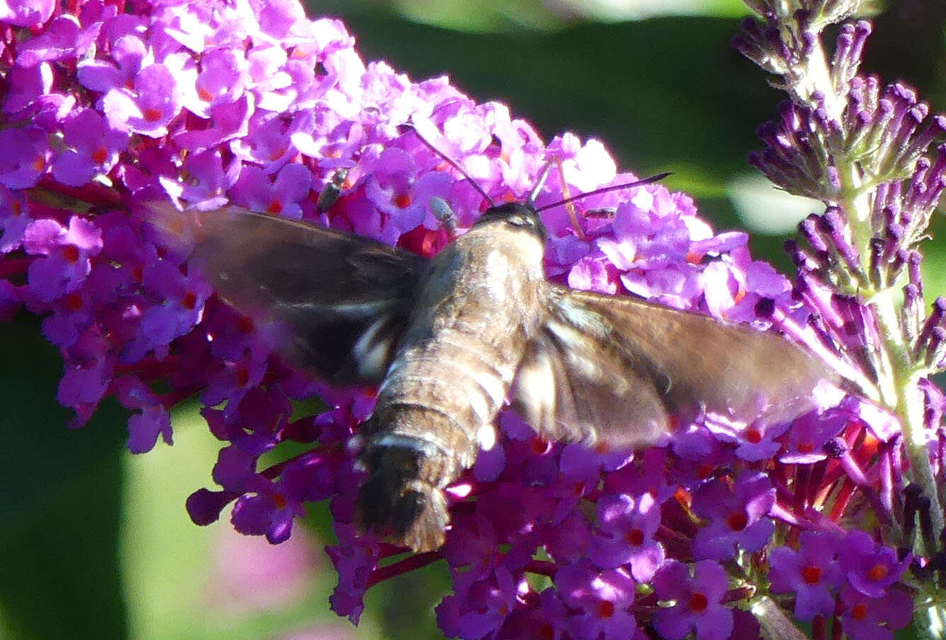 Image de Macroglossum micacea Walker 1856