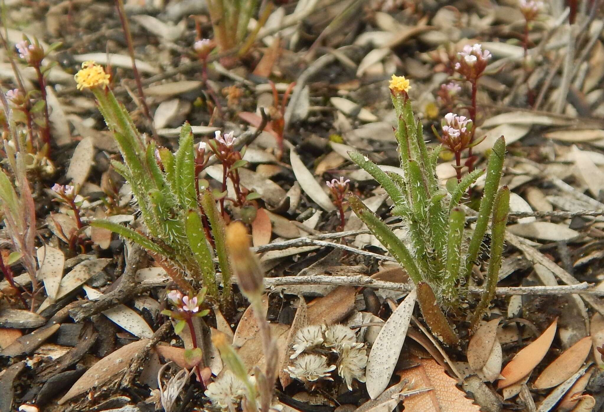 Image of Podotheca angustifolia (Labill.) Less.