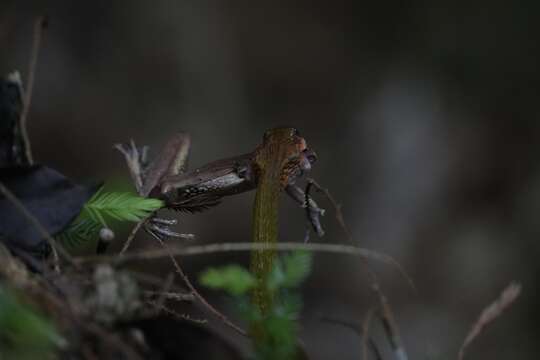 Image de Rhabdophis adleri Zhao 1997