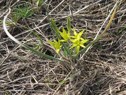 Image of Gagea pusilla (F. W. Schmidt) Sweet