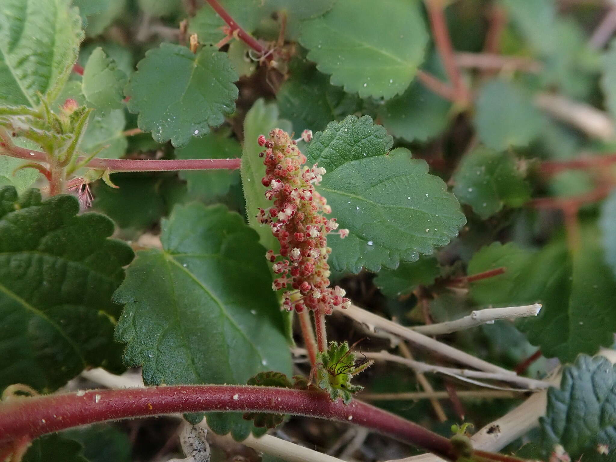 Image of California copperleaf