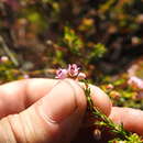 Image of Honey-scented heath