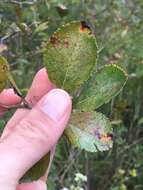 Image of Cockspur Hawthorn