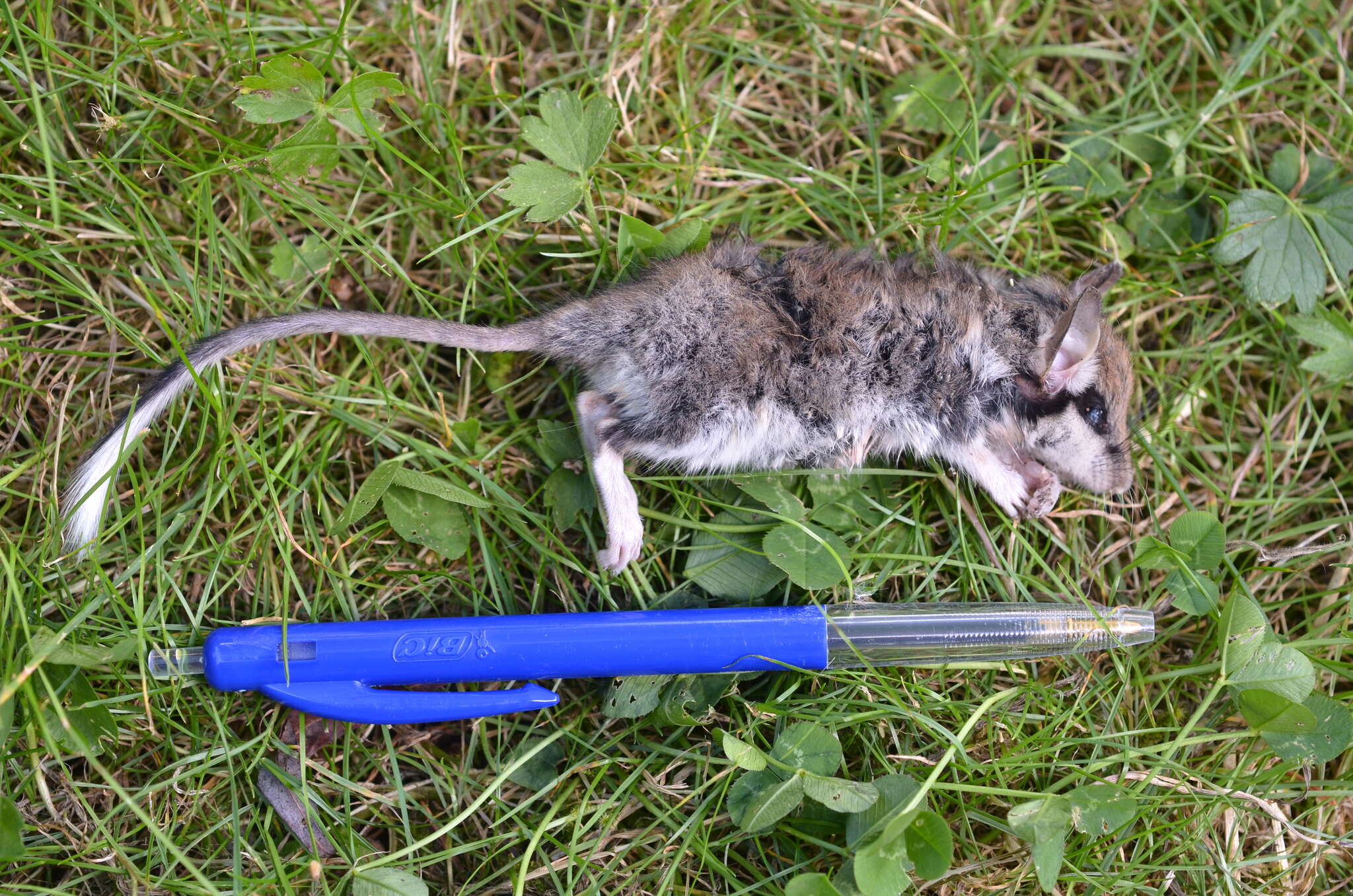 Image of European Garden Dormouse