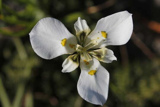 Plancia ëd Moraea cantharophila Goldblatt & J. C. Manning