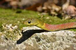 Image of Rhabdophis helleri (Schmidt 1925)