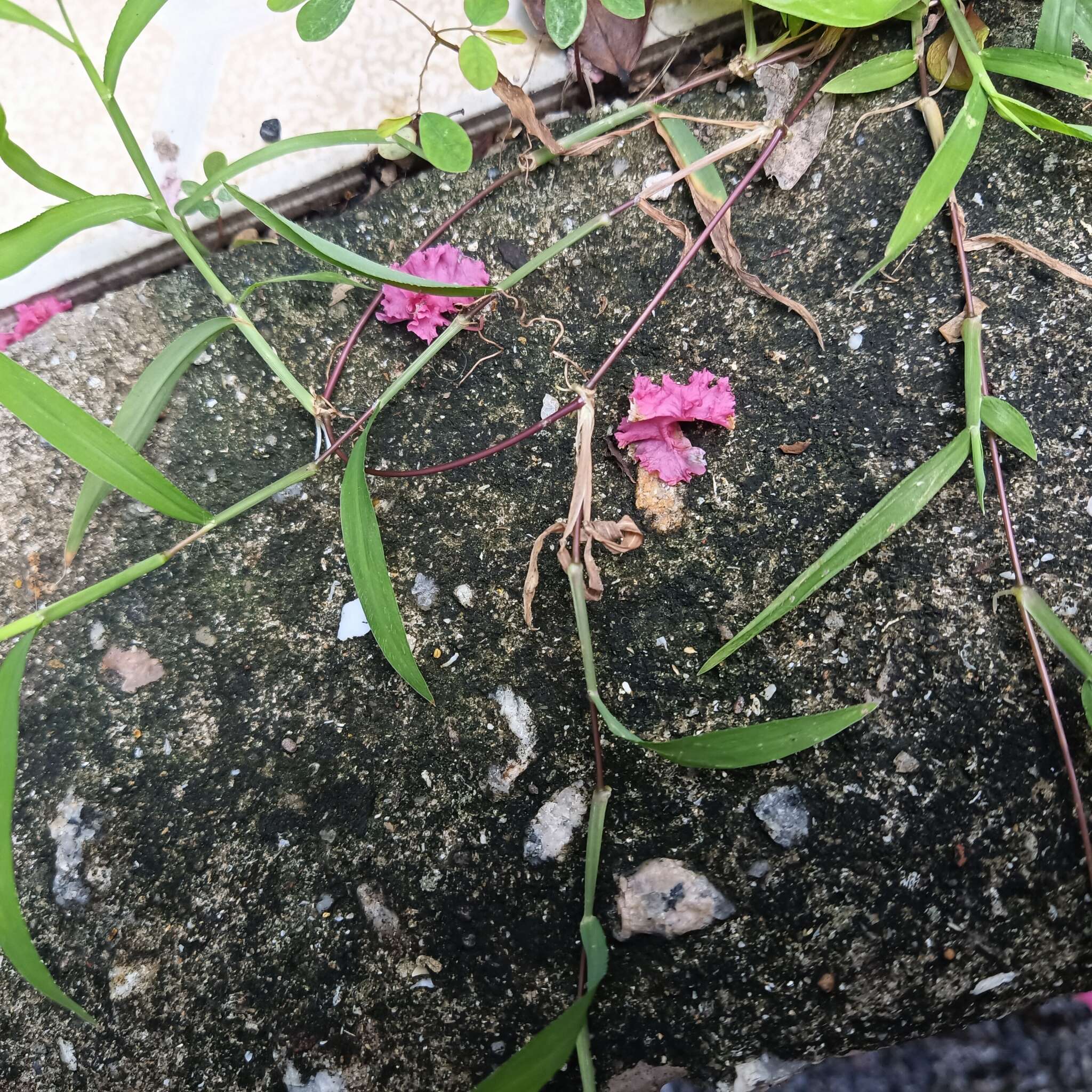 Image of Trailing Crab Grass