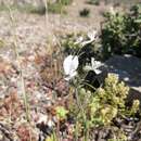 Imagem de Schizanthus candidus Lindl.