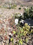 Imagem de Schizanthus candidus Lindl.