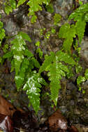 Image of Fringed Halberd Fern