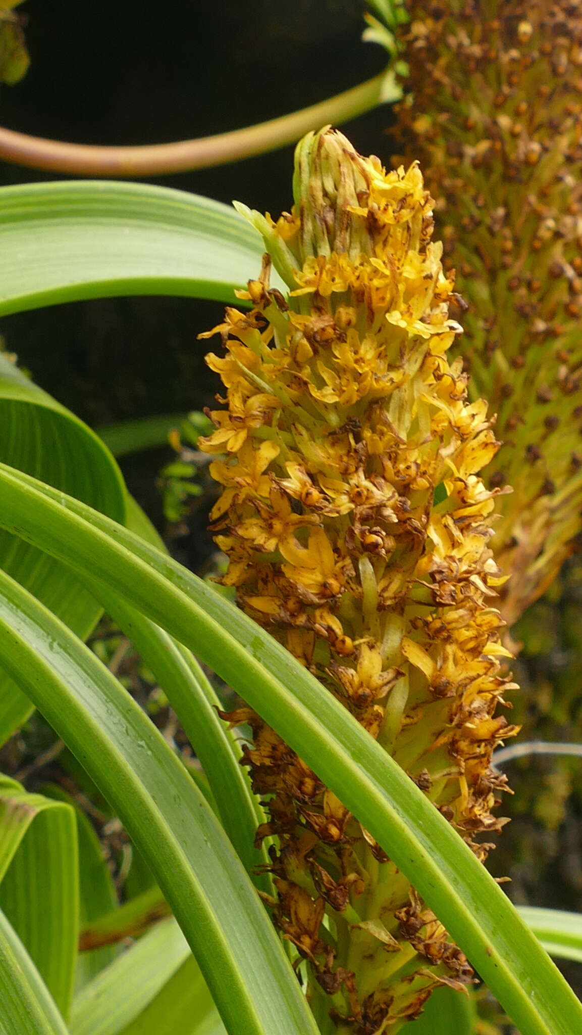 Image of Bulbinella rossii (Hook. fil.) Cheeseman