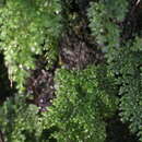 Image of Hymenophyllum inaequale (Poir.) Desv.