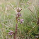 Image of Swertia macrosepala Gilg