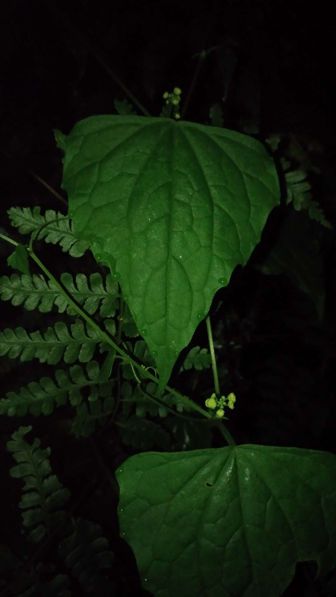 Image of Zehneria guamensis (Merr.) F. R. Fosberg