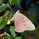 Asterocampa clyton texana Skinner 1911 resmi