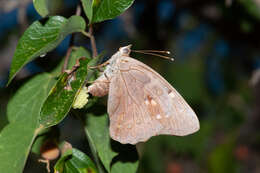 Image of Asterocampa clyton texana Skinner 1911