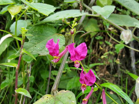 Image of Cuphea cordata Ruiz & Pav.