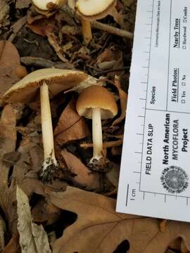 Image de Psathyrella albescens Hesler & A. H. Sm. 1972