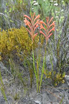 Слика од Watsonia fergusoniae L. Bolus