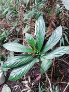 Image of Columnea dimidiata (Benth.) Kuntze