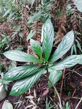 Imagem de Columnea dimidiata (Benth.) Kuntze