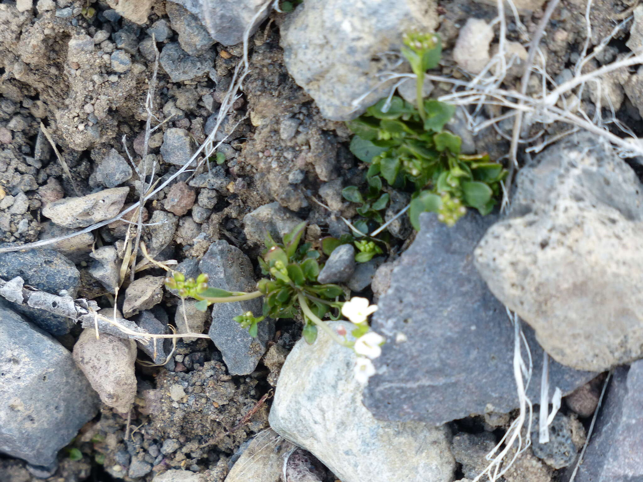 Image of Kamchatka rockcress