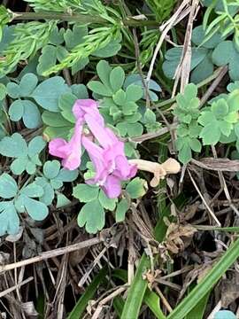 Image de Corydalis decumbens (Thunb.) Pers.