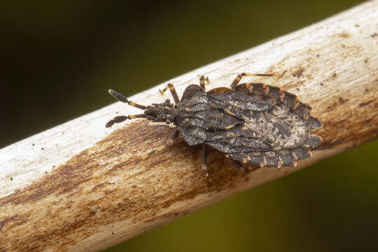 Image of Aradus (Aradus) quadrilineatus Say 1825