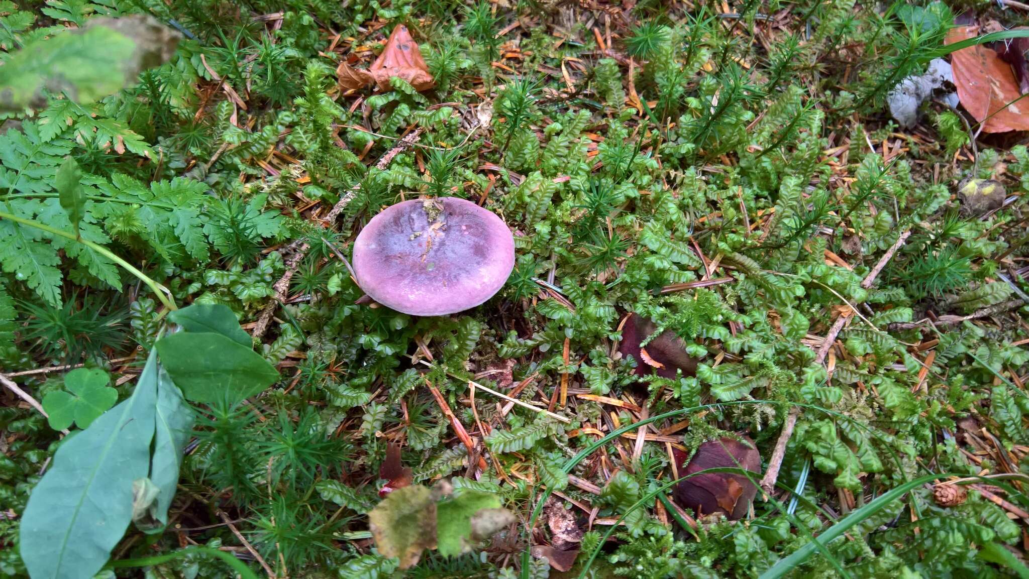 Image of Russula amethystina Quél. 1898