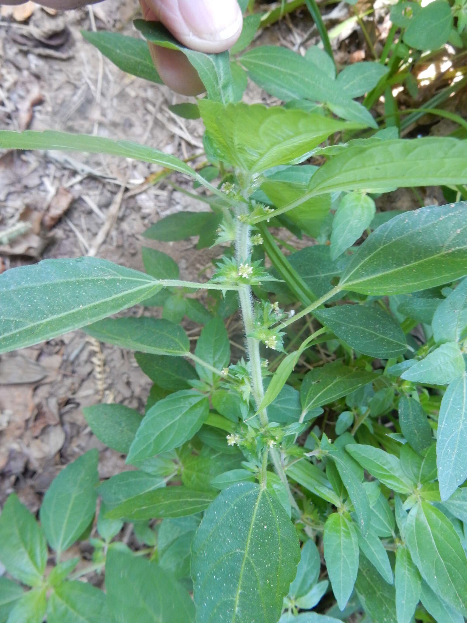 Imagem de Acalypha virginica L.