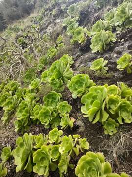 Image of Aeonium canariense subsp. canariense