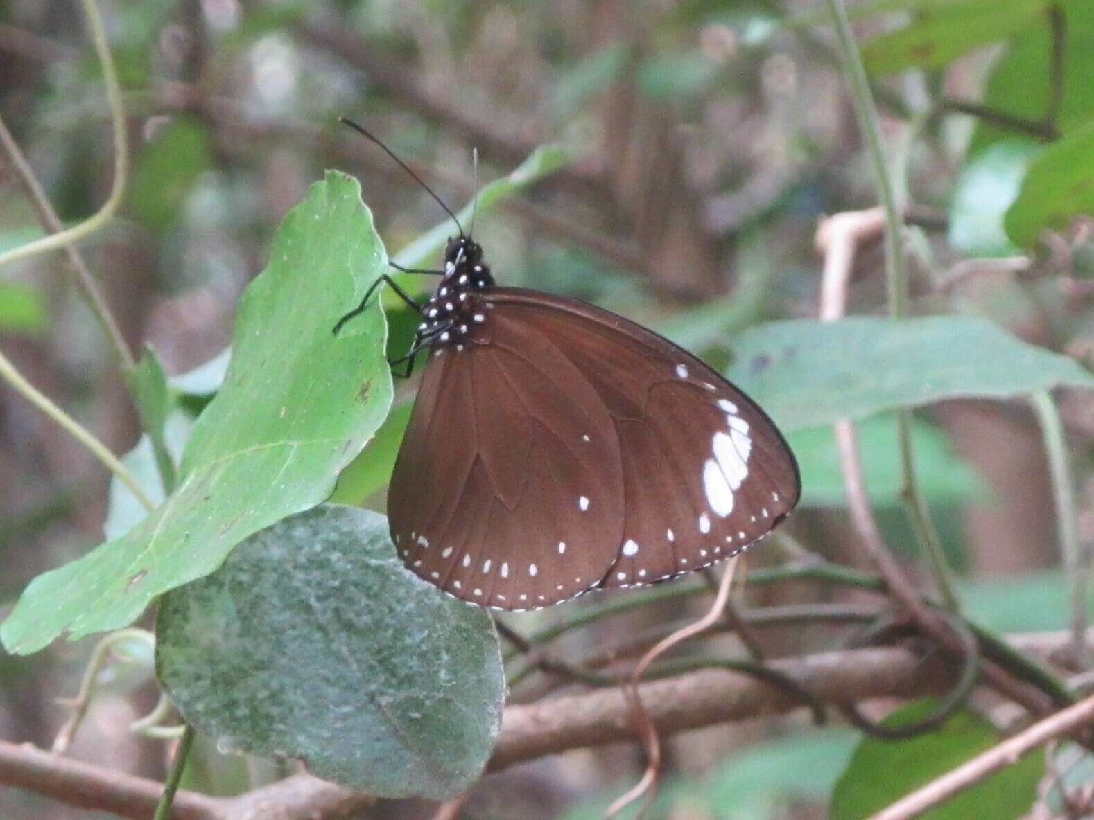 Image of <i>Euploea <i>tulliolus</i></i> tulliolus