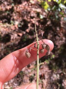 Image of Nuttall's ticktrefoil