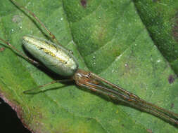 Image de Tetragnatha extensa (Linnaeus 1758)