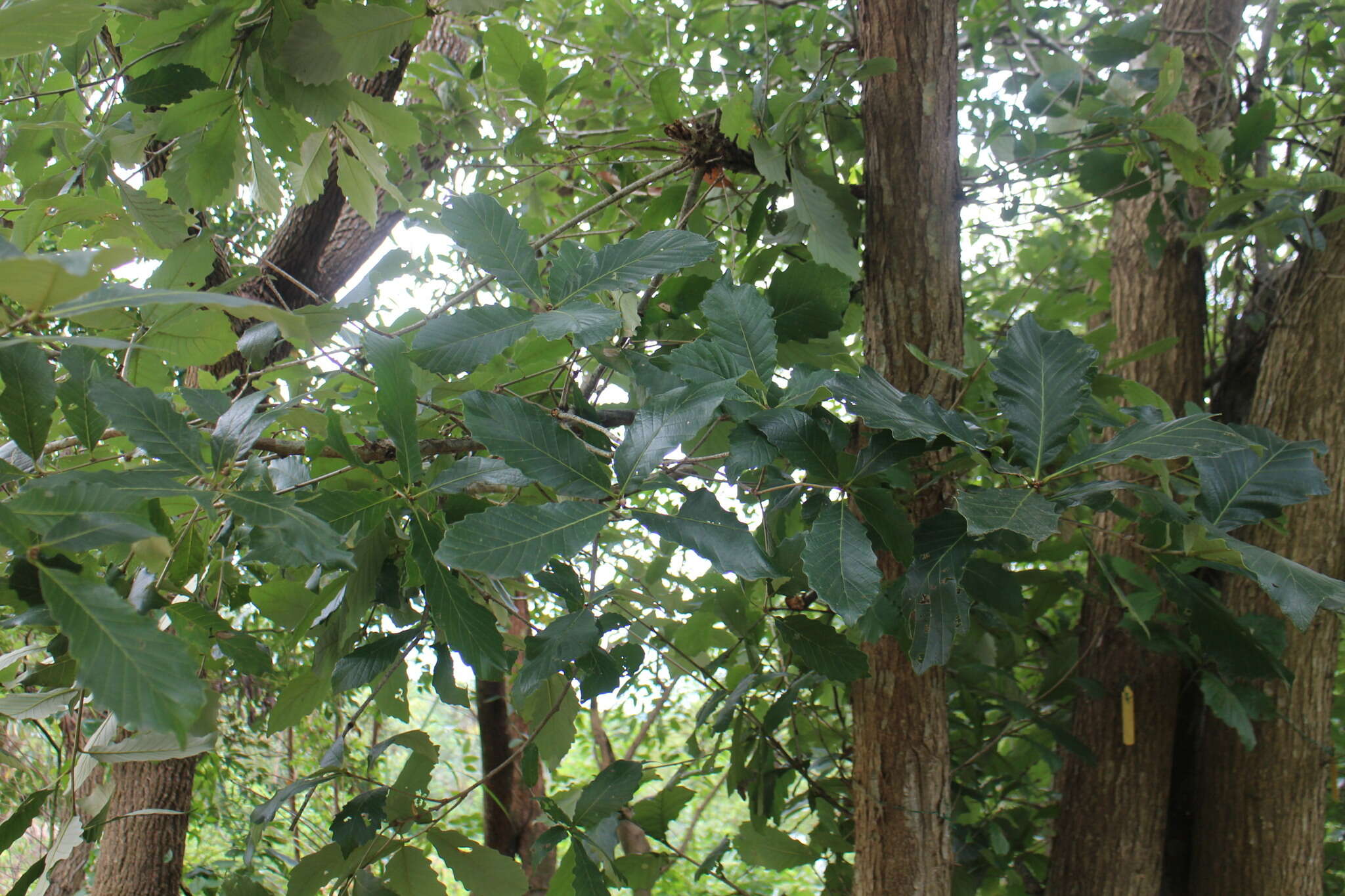 Image of Galcham oak