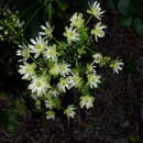 Image of Knowltonia vesicatoria subsp. grossa H. Rasmussen