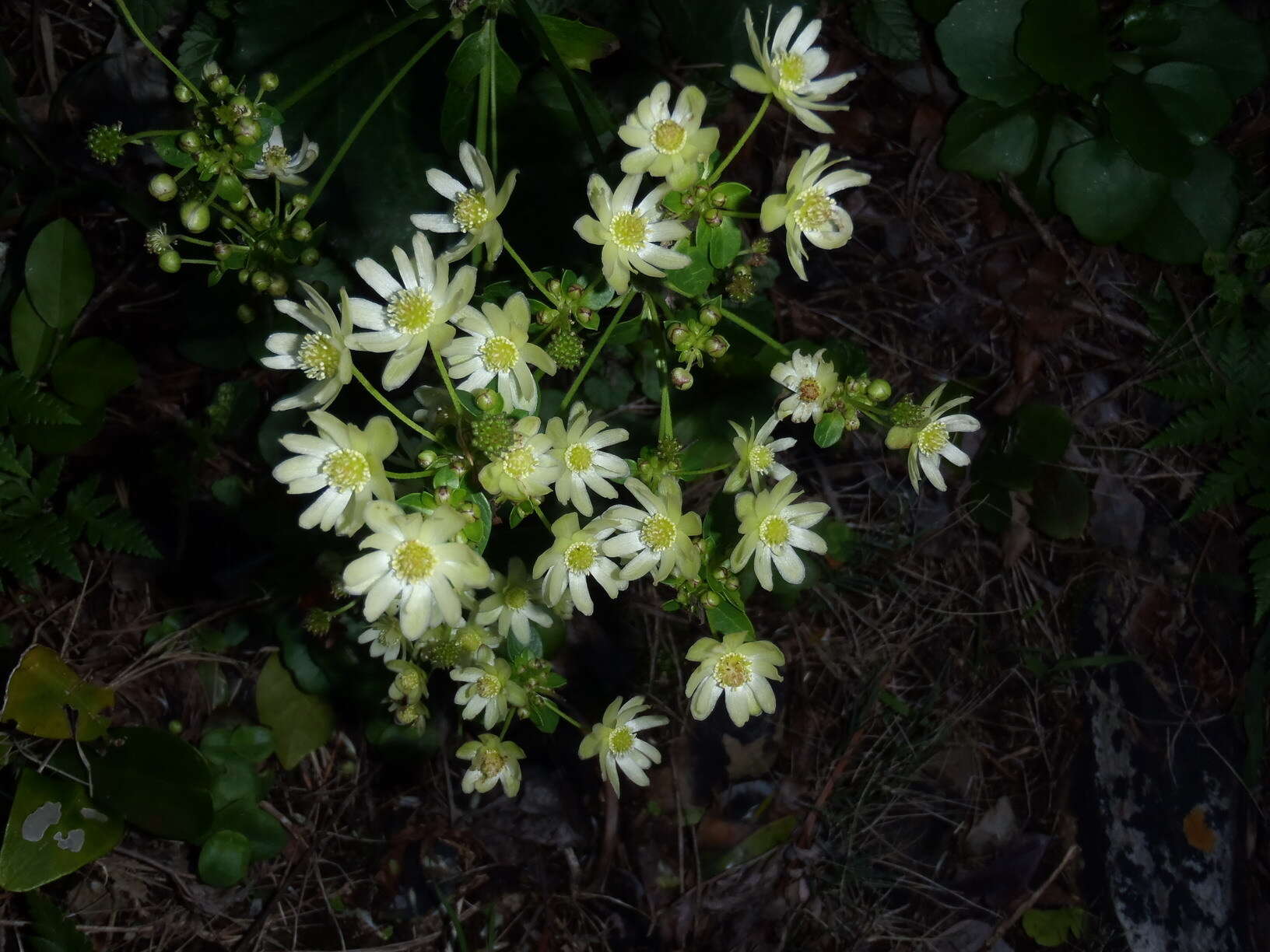 Image of Knowltonia vesicatoria subsp. grossa H. Rasmussen